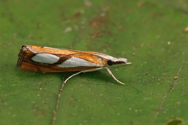 Primer Plano Una Colorida Polilla Enchapada Hierba Perla Catoptria Pinella — Foto de Stock