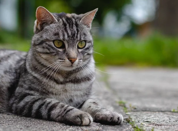 Closeup Shot Striped Cat Lying Ground Blurred Background — Stock Photo, Image