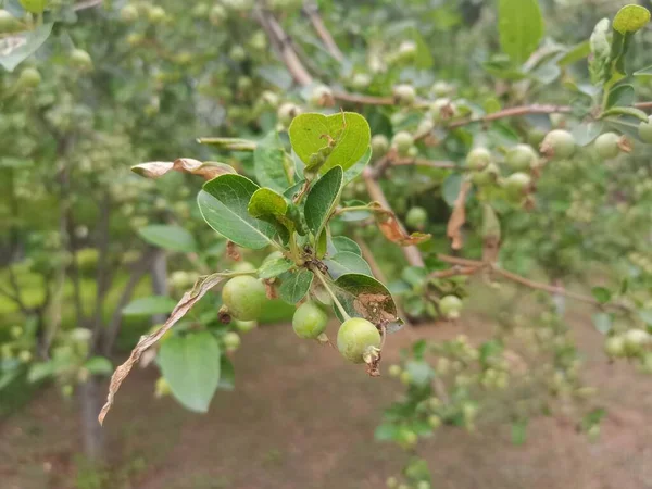 近照一张苹果枝的特写照片 上面有一些新生长的小苹果 — 图库照片