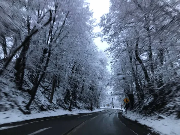 Karlı Ağaçlarla Çevrili Bir Yol — Stok fotoğraf