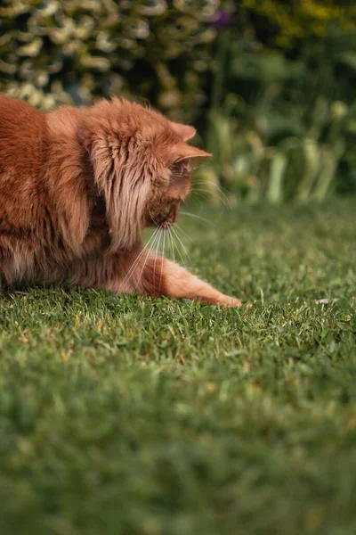 Cute Ginger Kitten Sitting Grass Traditional English Summer Garden Looking — Stock Photo, Image