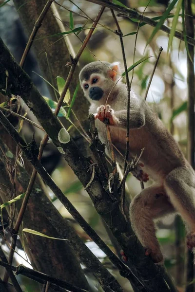 Disparo Vertical Mono Ardilla Humboldt Árbol Columbia — Foto de Stock