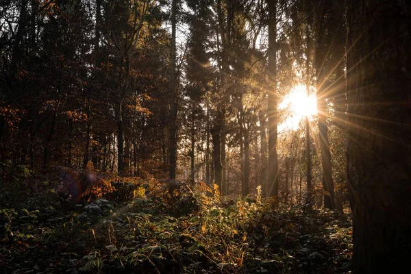 Die Sonne Scheint Durch Bäume Einem Dunklen Herbstwald — Stockfoto