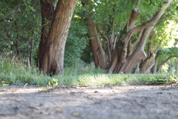 晴れた日に公園の木々の地上のショット — ストック写真
