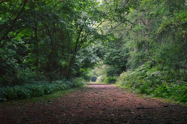 Una Hermosa Foto Bosque Con Follaje Verde — Foto de Stock