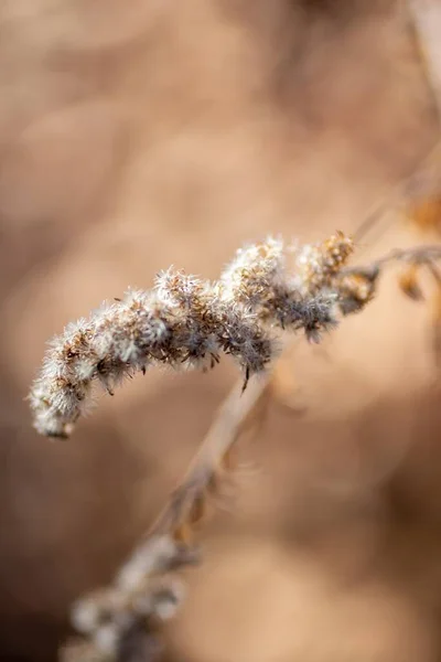 Växter Powell Botaniska Trädgårdar Kingsville Missouri — Stockfoto