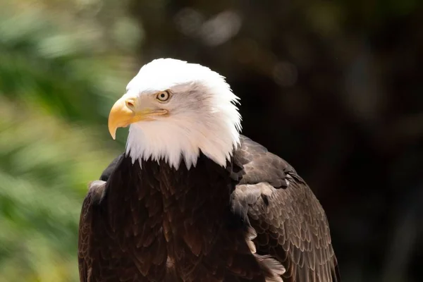Closeup Side Profile Bald Eagle Blurred Background — Stock Photo, Image