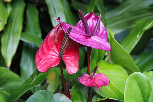 Quatro Flores Antúrio Rosa Roxo Cercadas Por Plantas Verdes Vibrantes — Fotografia de Stock