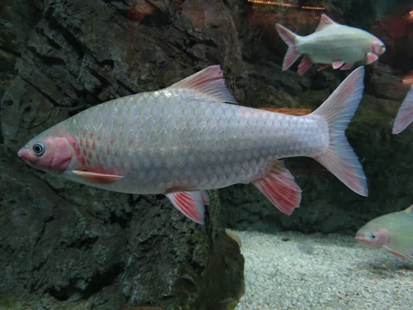 Suda yüzen alüminyum folyo dikenli bir balığın yakın çekimi.