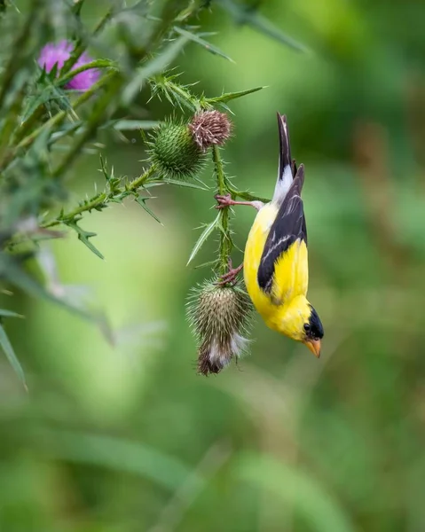 American Goldfinch Perching Thistle Plant Blurred Background — Stock Photo, Image