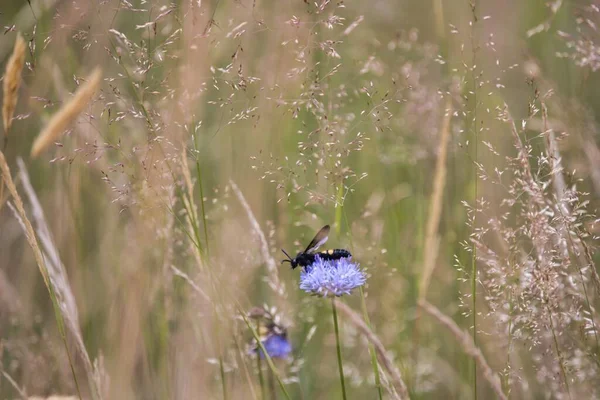 Uma Vista Panorâmica Uma Abelha Empoleirada Uma Flor Púrpura Jasione — Fotografia de Stock