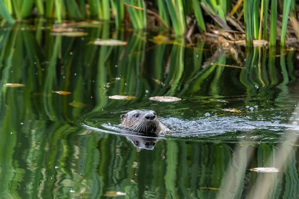 Closeup Shot Beaver Floating Green Pond — Stock Photo, Image