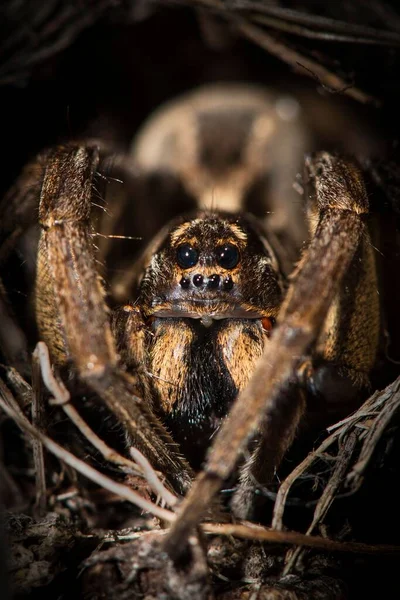 Egy Függőleges Makró Lövés Tarantula Farkas Pók Lycosa Tarantula — Stock Fotó