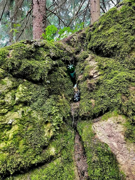 森の中の苔むした崖に突き刺さったゴミの垂直ショット — ストック写真
