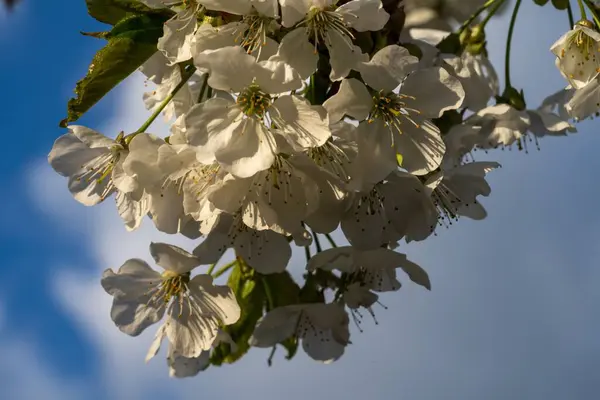 真っ青な空に白い桜が美しい枝のクローズアップ — ストック写真