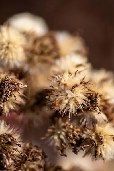 Växter Powell Botaniska Trädgårdar Kingsville Missouri — Stockfoto