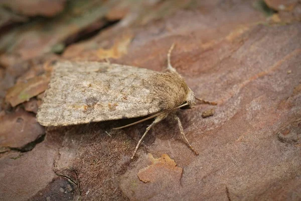 Detailed Closeup Uncertain Owlet Moth Hoplodrina Octogenaria Sitting Wood Garden — Stock Photo, Image