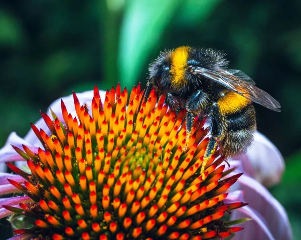 Ένα Κοντινό Πλάνο Μιας Μέλισσας Που Τρέφεται Από Μωβ Κωνοφόρο — Φωτογραφία Αρχείου