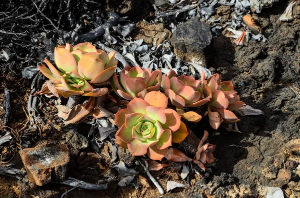 Beautiful Light Orange Succulent Flower Cactus — Stock Photo, Image