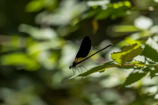 Närbild Ebony Juvelvinge Jungfru Calopteryx Maculata Som Vilar Växt Blad — Stockfoto