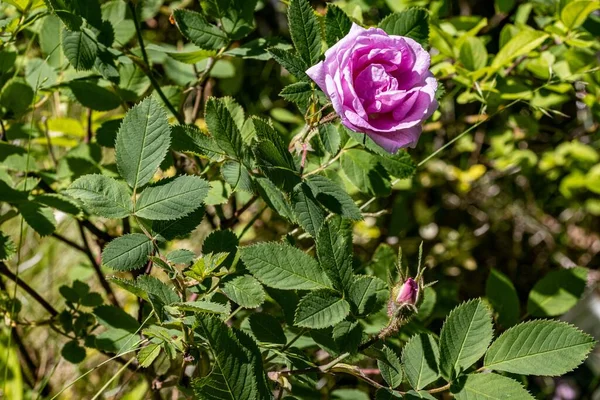 Primer Plano Jardín Rosa Levantó Arbusto Verde — Foto de Stock