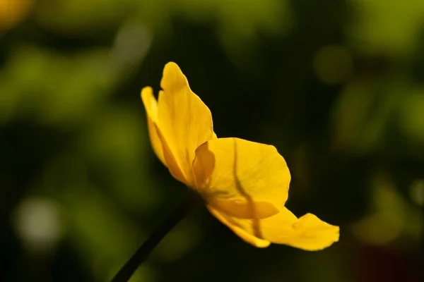 Primer Plano Marsh Marigold Amarillo Caltha Palustris Creciendo Sobre Fondo —  Fotos de Stock