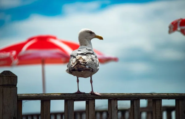 Beautiful Shot Seagull Standing Wooden Fence Blurred Background — Stock Photo, Image