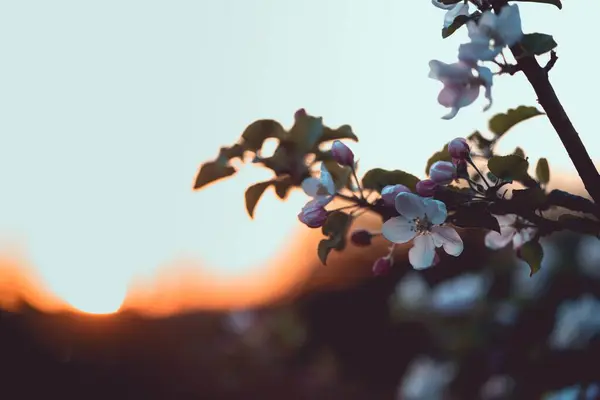 Selektivní Ostření Záběr Třešňových Květů Při Západu Slunce — Stock fotografie
