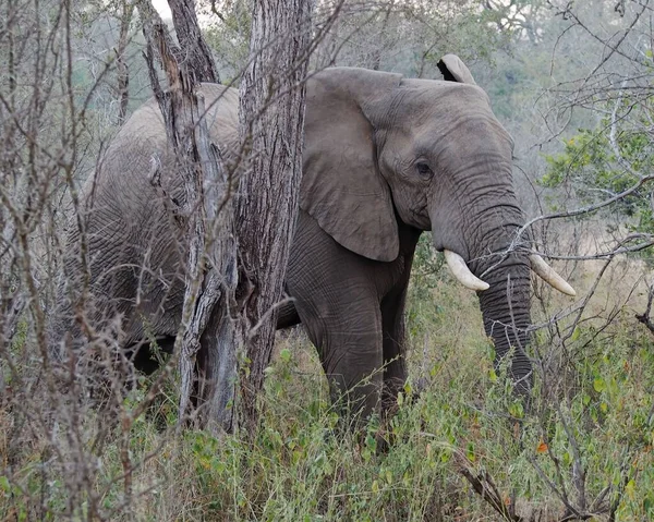Nahaufnahme Eines Elefanten Der Auf Einem Feld Mit Trockenen Bäumen — Stockfoto