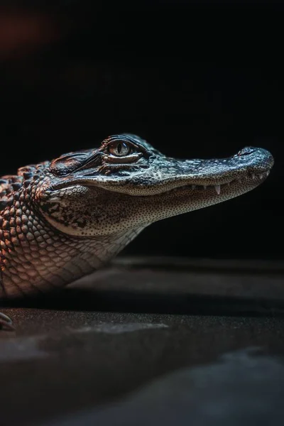 Lovitură Verticală Capului Unui Crocodil — Fotografie, imagine de stoc
