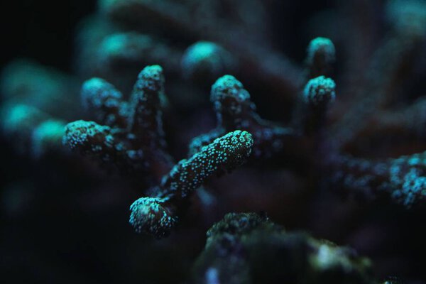 A close up Seriatopora caliendrum verde coral with selective focus and selective bl