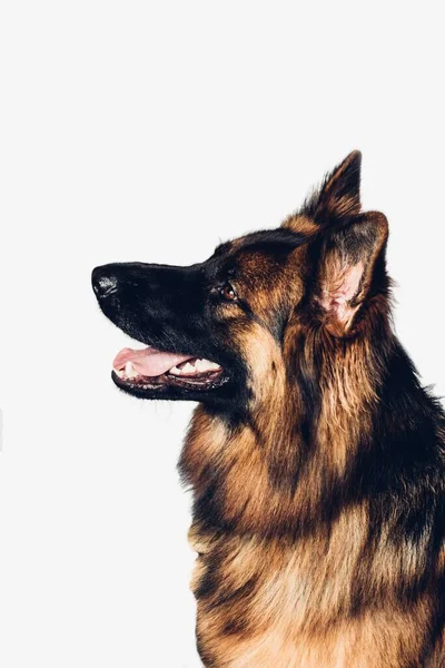 American German Shepherd Hond Kijkt Omhoog Naar Links Met Open — Stockfoto