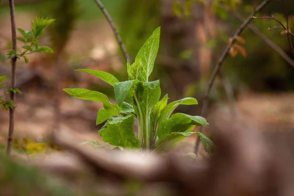 緑の植物の葉の選択的な焦点ショット — ストック写真