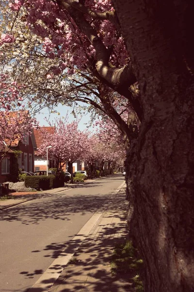 Baumstrasse, Norden, Almanya 'da bir sokak boyunca kiraz çiçeklerinin güzel manzarası