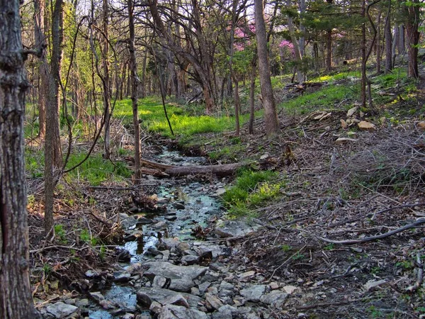 Narrow Stream Stones Trees Ernie Miller Nature Center Olathe — Stock Photo, Image