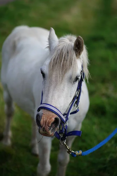 背景に青い頭の襟に白い馬の美しい景色 — ストック写真