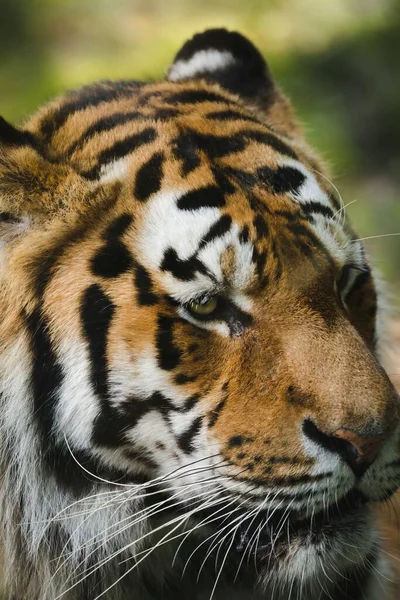 Vertikal Närbild Sibiriska Tiger Suddig Grön Bakgrund — Stockfoto