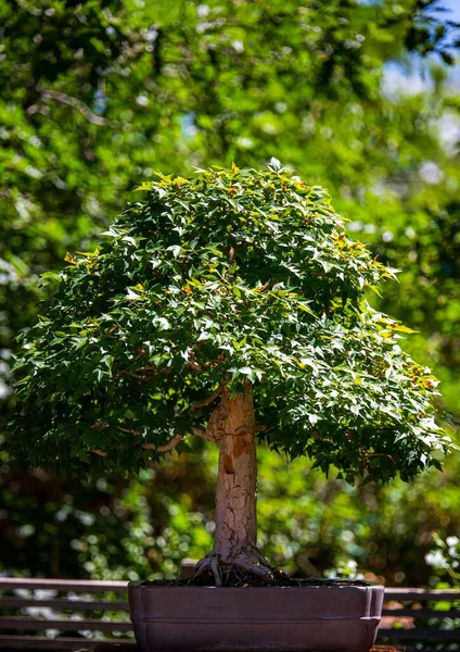 Ένα Επιλεκτικό Πράσινο Φυτό Γλάστρα Πάρκο — Φωτογραφία Αρχείου