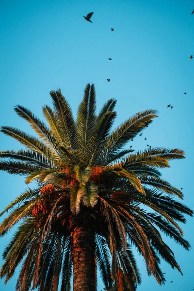 Bir Palmiye Ağacının Dikey Görüntüsü Mavi Gökyüzünde Uçan Kuşlar — Stok fotoğraf