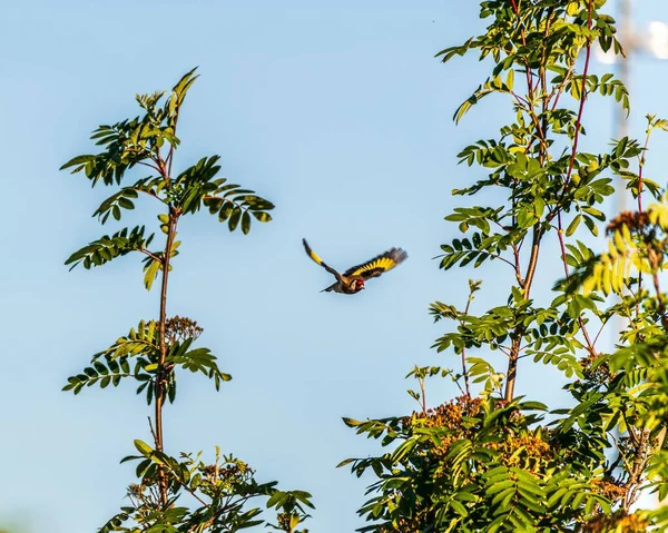Летом Над Деревом Летит Европейская Птица Золотишка — стоковое фото