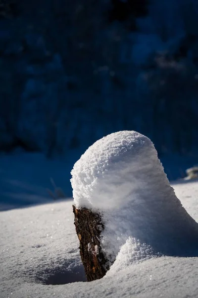 Обрізаний Стовбур Дерева Покритий Снігом — стокове фото