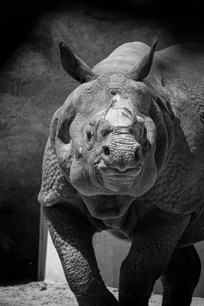 Šedá Stupnice Nosorožce Indického Rhinoceros Unicornis — Stock fotografie