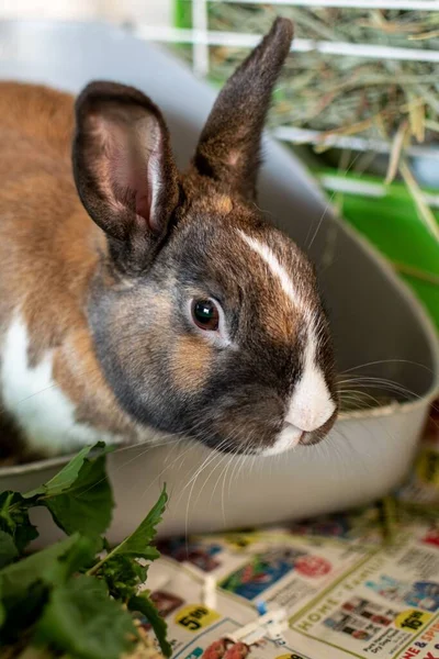 一只棕色兔子和它的蔬菜食物的垂直镜头 — 图库照片