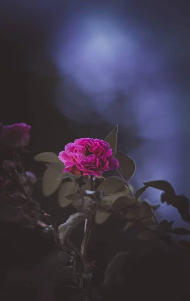 Çiçek Açan Bir Gülün Dikey Çekimi — Stok fotoğraf