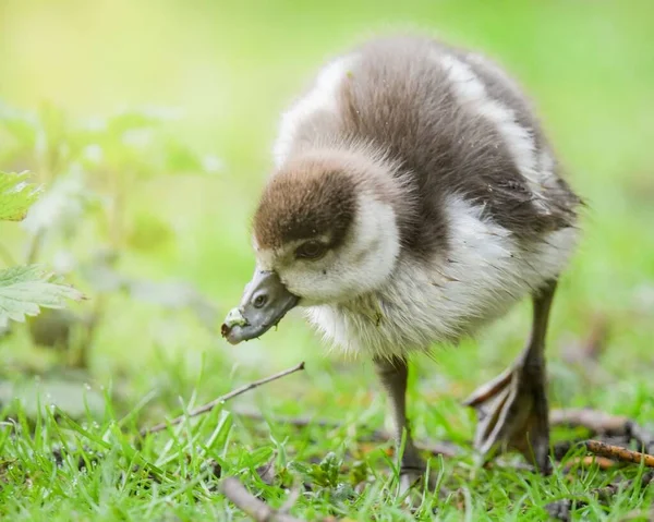 Close Gosling Bonito Grama — Fotografia de Stock