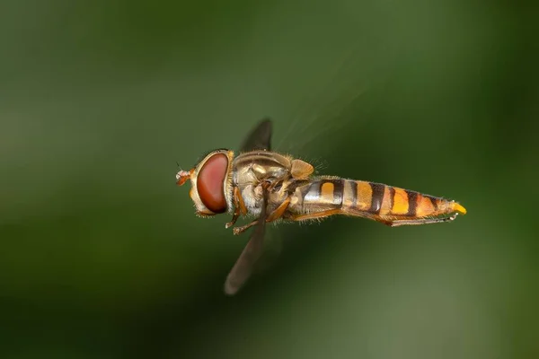 Gros Plan Frelon Sur Fond Flou — Photo