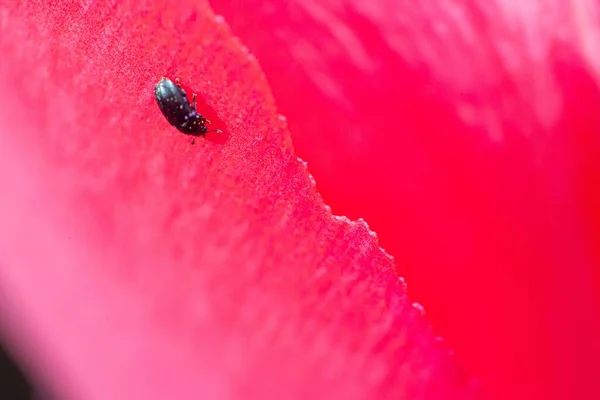 튤립에 벌레의 — 스톡 사진