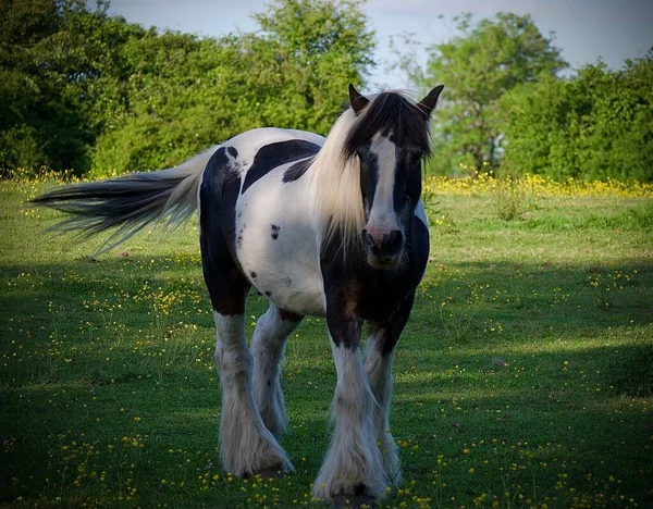 畑を歩いている白と茶色のティンカーの馬 — ストック写真