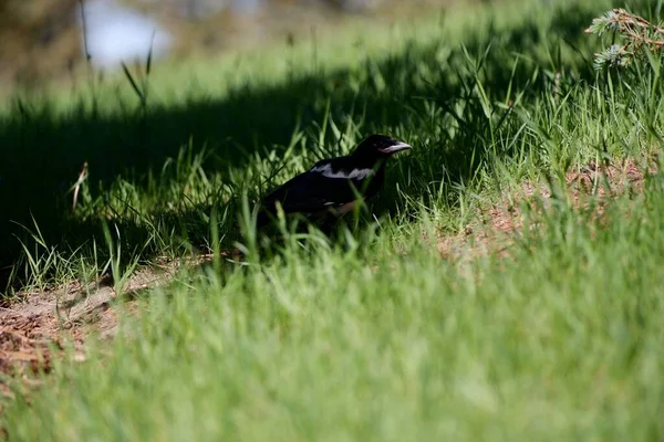 Adorable Eurasian Magpie Shadow Lush Green Grass — Stock Photo, Image