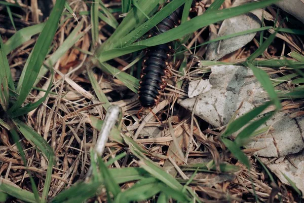 Una Macro Toma Una Oruga Negra Hierba — Foto de Stock